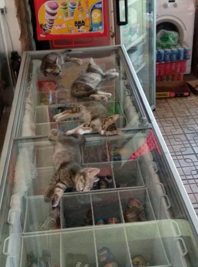Los gatitos de la ola de calor se refrescan en el congelador