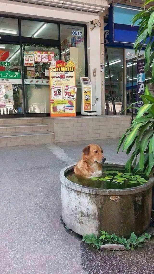 La ola de calor,  perro se refresca en Tailandia