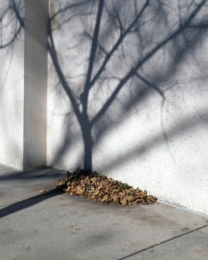 Well Timed Photos by Eric Kogan tree shadow