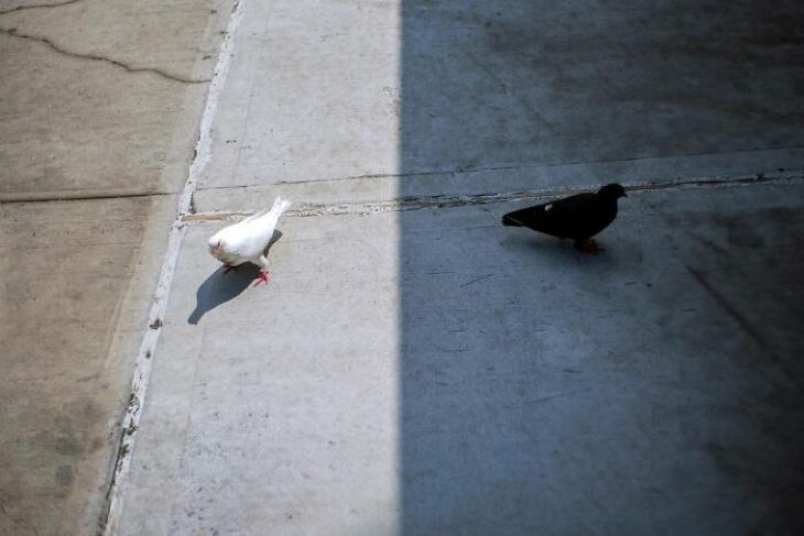 Well Timed Photos by Eric Kogan black and white pigeon on concrete