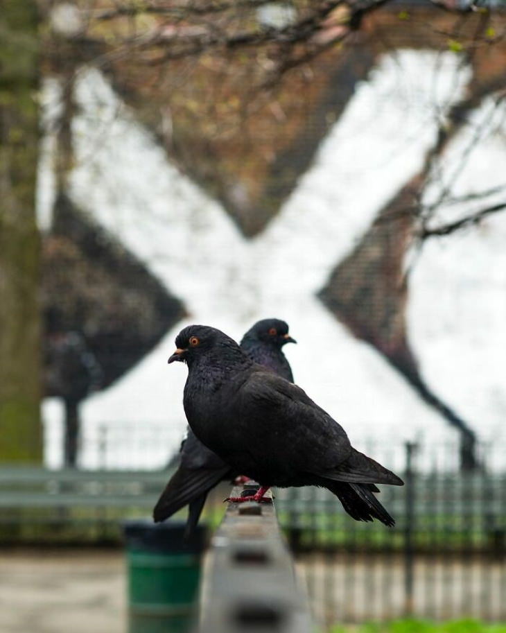 Well Timed Photos by Eric Kogan black pigeons
