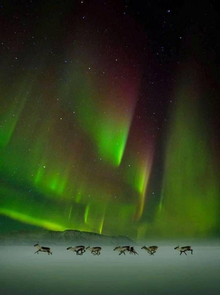 maravillas de la naturaleza Un grupo de renos caminando bajo la aurora boreal