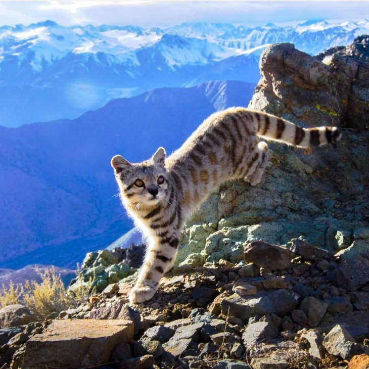 Maravillas de la naturaleza Gato andino