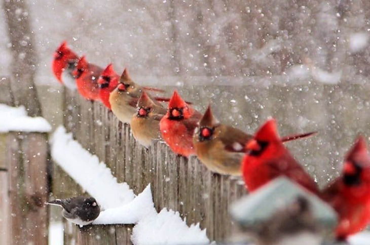 Maravillas de la naturaleza grupo de cardenales guapos en la nieve
