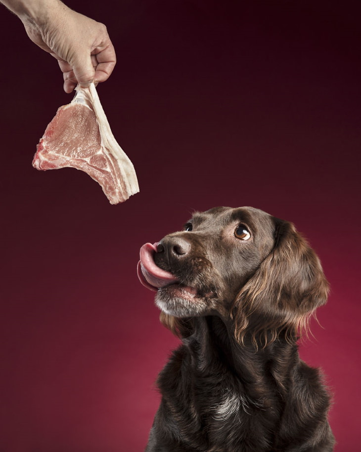 Perros Reaccionan Al Recibir Sus Golosinas Perro y un bistec de carne
