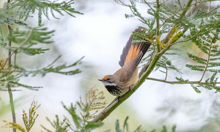 Aves australianas, colibrí cola de abeja