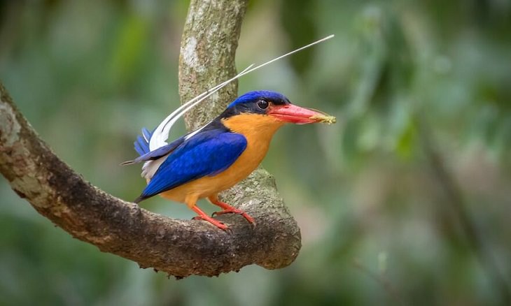Aves australianas, pájaro pescador
