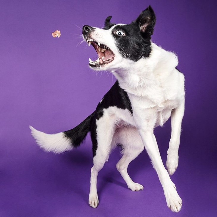 Perros Reaccionan Al Recibir Sus Golosinas Perro alcanzando un bocado de comida