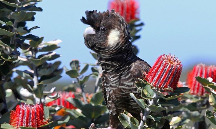 Aves australianas,Carnaby cacatúa