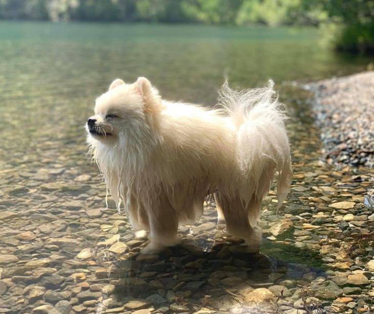 Animales Relajados Perro en un río
