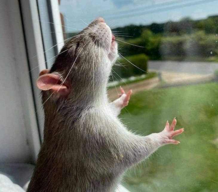 Animales Relajados Ratón frente a una ventana