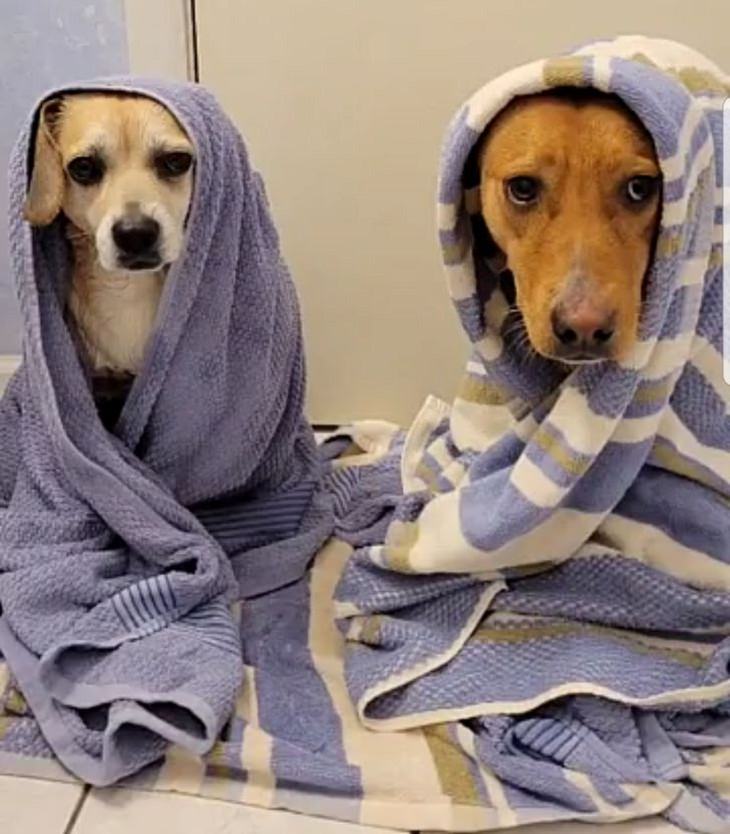 Animales Relajados Cachorros teniendo una noche de spa
