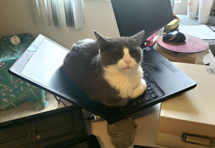Animales Relajados Gato durmiendo en computadora