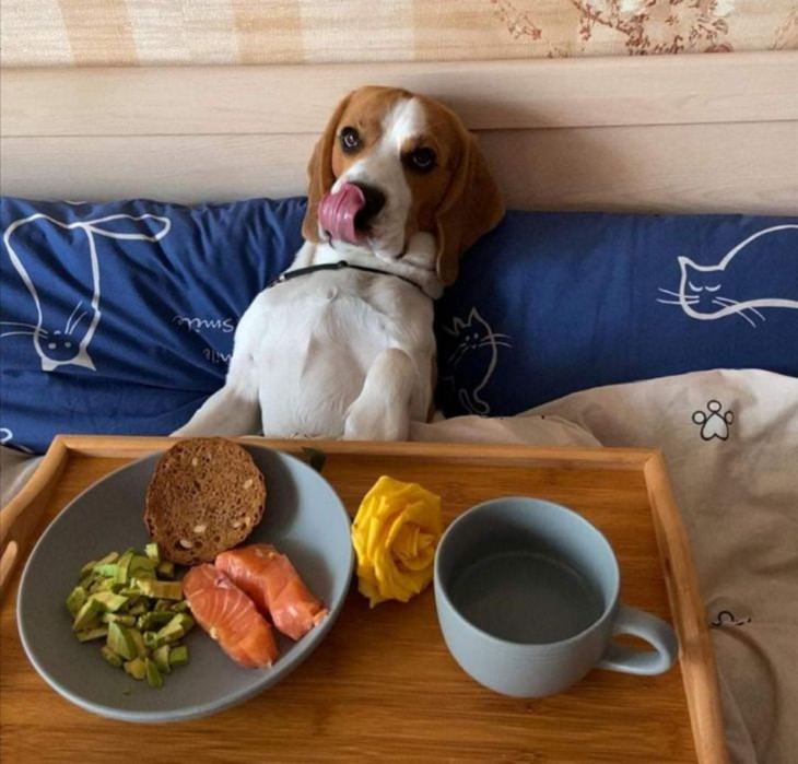 Animales Relajados Perro y su plato de comida