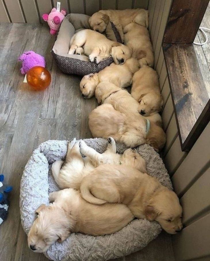 Animales Relajados Cachorros durmiendo