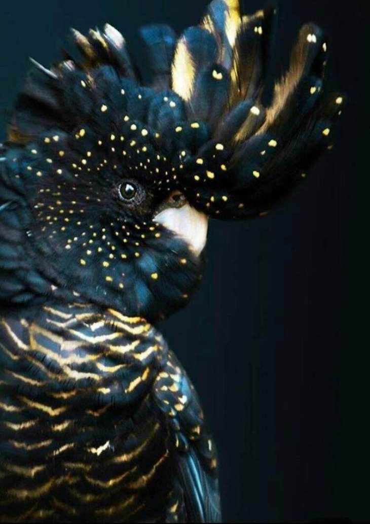 Animales y Plantas De Colores Brillantes Cacatúa negra brillante