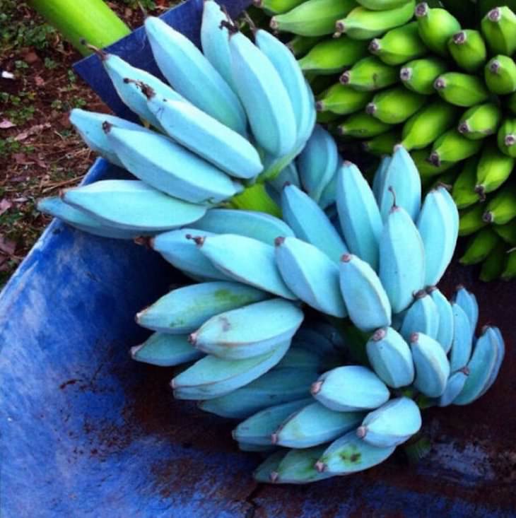 Animales y Plantas De Colores Brillantes El plátano azul de Java sabe a helado de vainilla