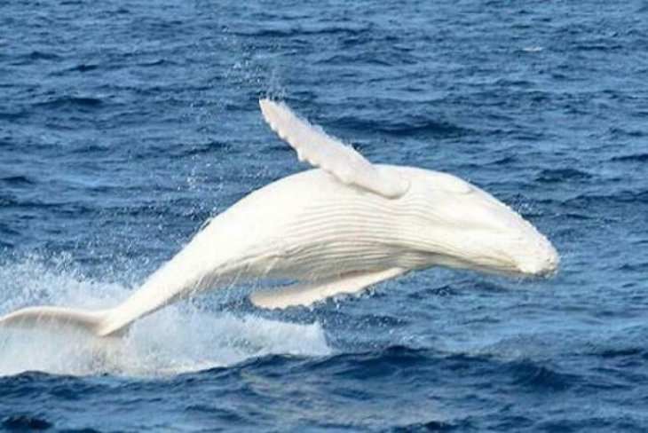 Animales y Plantas De Colores Brillantes La única ballena jorobada albina conocida en el planeta