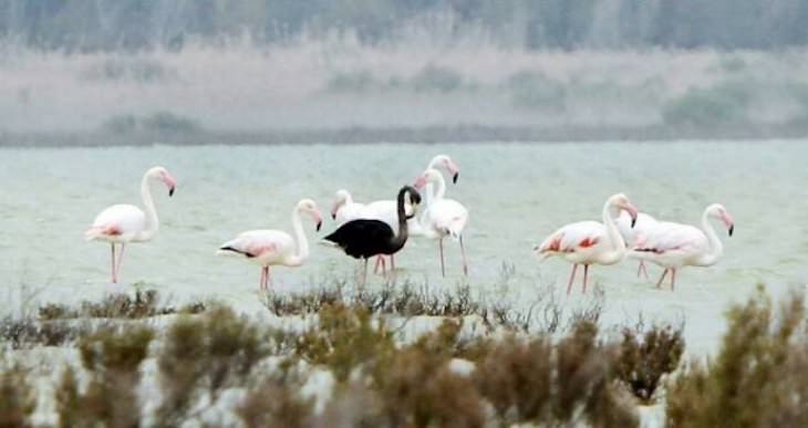 Animales y Plantas De Colores Brillantes Un flamenco negro avistado en Chipre