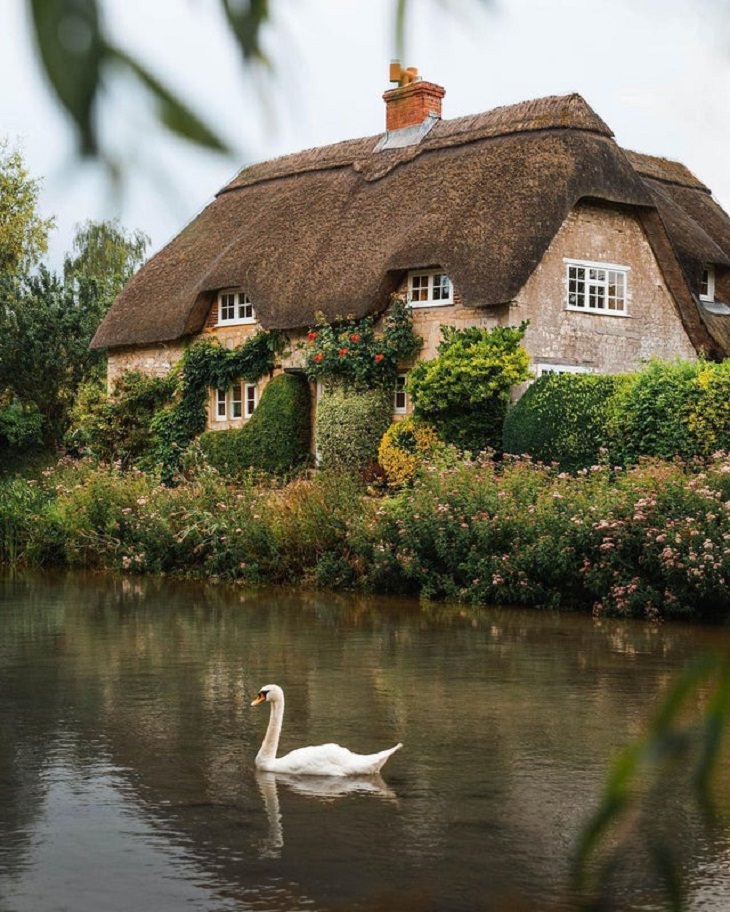 Cisne en lago en Sherrington, Wiltshire, Inglaterra