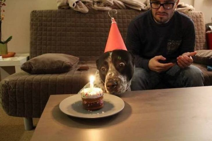 Fotos Divertidas De Animales Perro con su pastel de cumpleaños