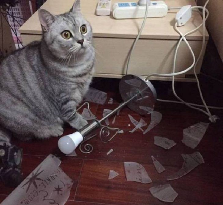 Fotos Divertidas De Animales Gato junto a una lámpara en el piso