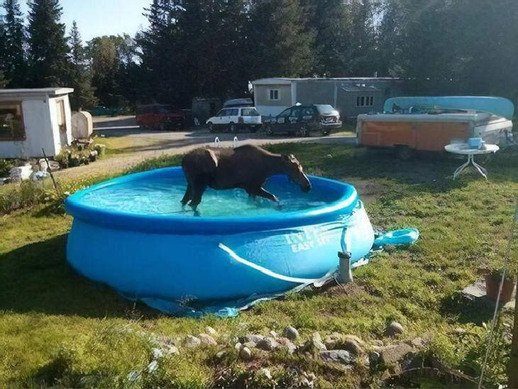 colección de fotos divertidas típicas de Canadá , alce en la piscina