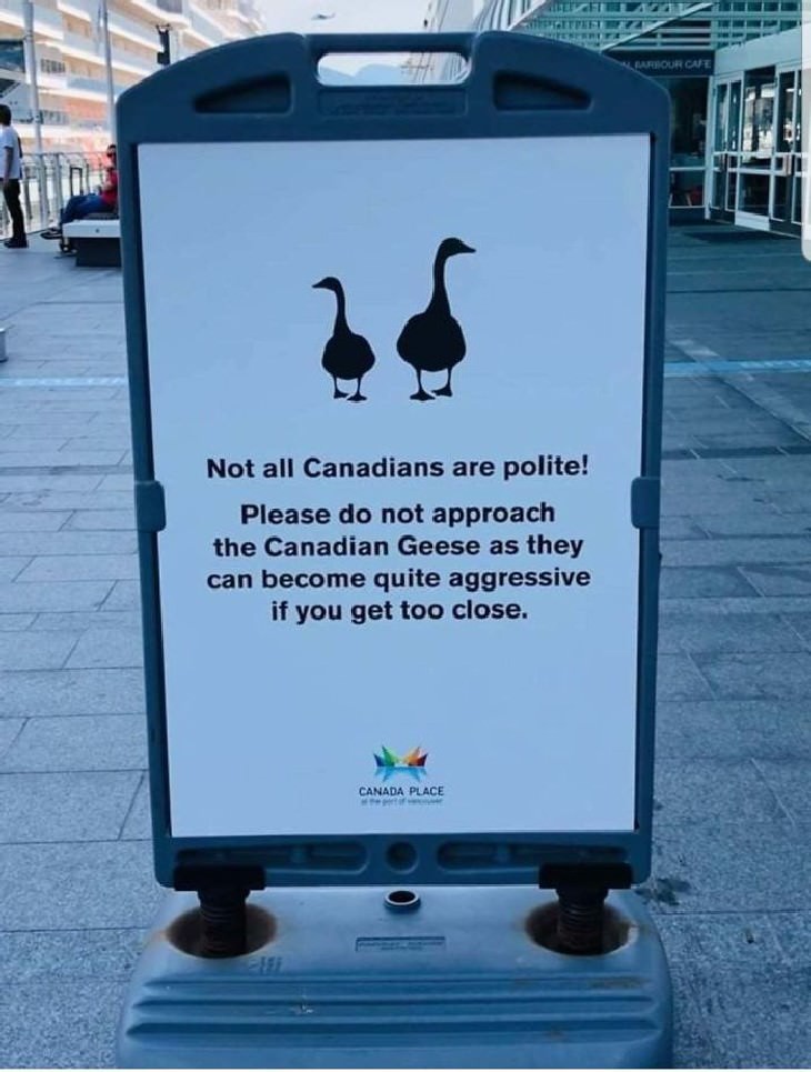 colección de fotos divertidas típicas de Canadá , patos no tan amables