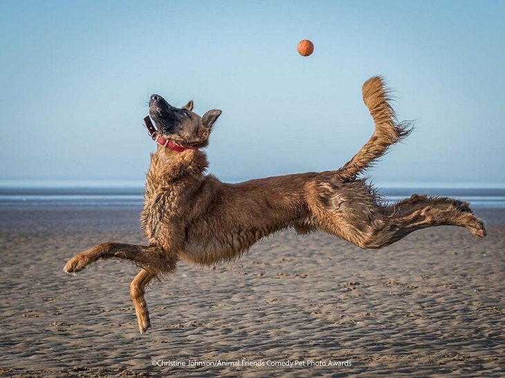 2021 Premios de Fotografía de Mascotas de Cómicas, perro playa