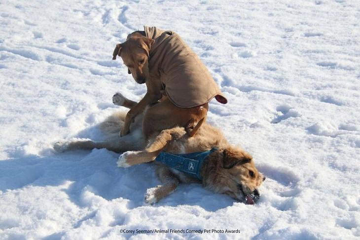 2021 Premios de Fotografía de Mascotas de Cómicas, perros en nieve