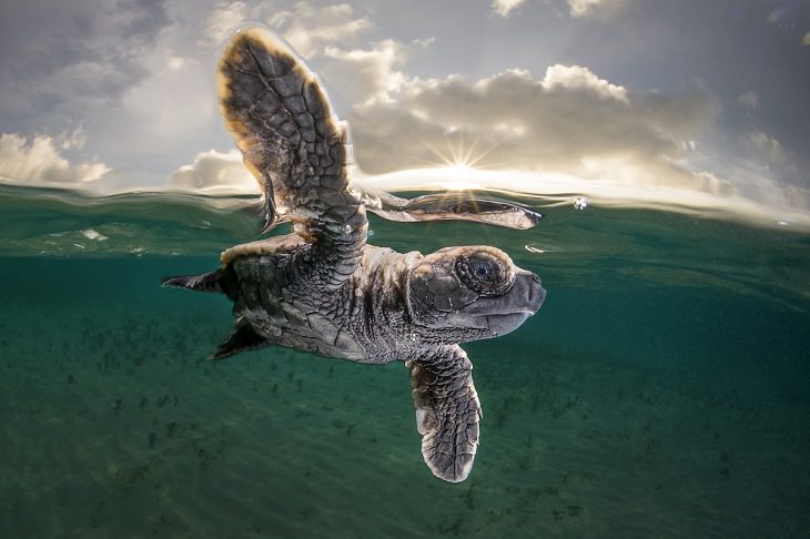 Fotografías Submarinas Ganadoras Una cría de tortuga carey hace su primer nado.