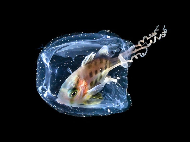 Fotografías Submarinas Ganadoras Un pez jurel juvenil se esconde en una medusa de caja (Lembeh, Indonesia).