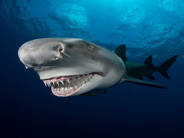 Fotografías Submarinas Ganadoras Un primer plano de un tiburón limón (Júpiter, Florida).
