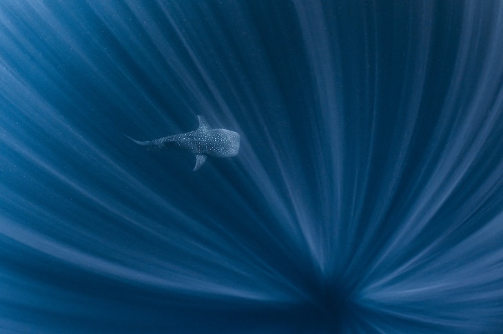 Fotografías Submarinas Ganadoras Un tiburón ballena nadando en el azul (Ningaloo Reef, Australia Occidental). 
