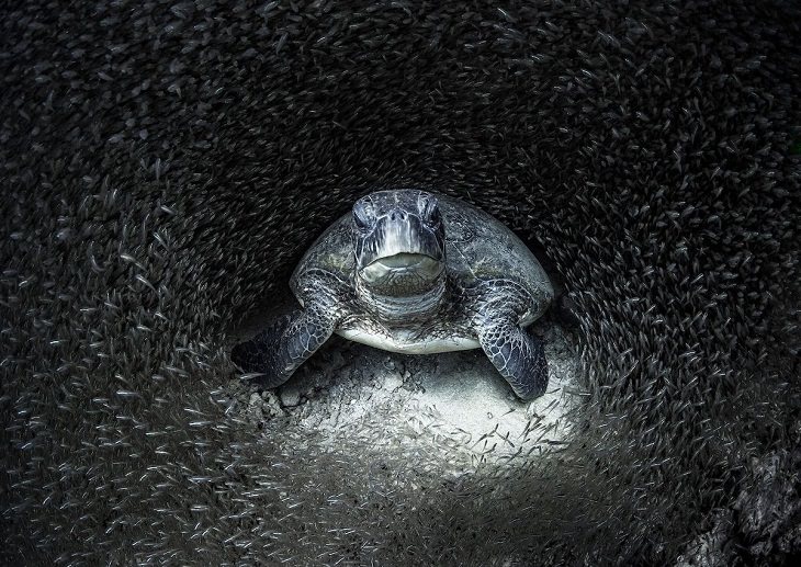 Fotografías Submarinas Ganadoras Una tortuga verde rodeada de peces de cristal. (Arrecife Ningaloo, Australia Occidental)