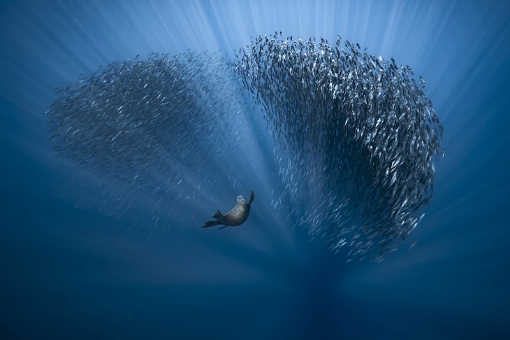 Fotografías Submarinas Ganadoras Este lobo marino tiene mucho estilo para cazar (Baja California Sur, México).