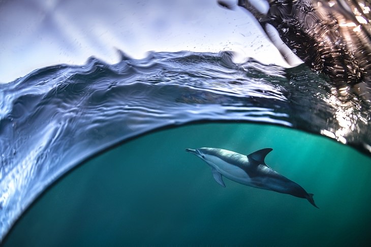 Fotografías Submarinas Ganadoras Ocean Photography Awards 2021, dolphin