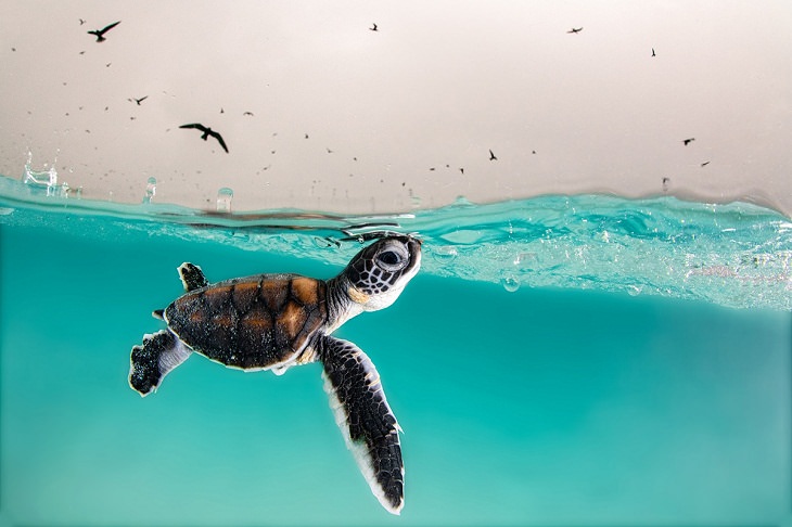 Fotografías Submarinas Ganadoras Una cría de tortuga verde trata de llegar a la superficie del agua en busca de aire.