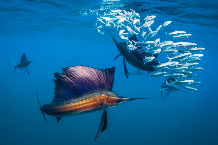 pez vela y sardinas por Shawn Heinrichs