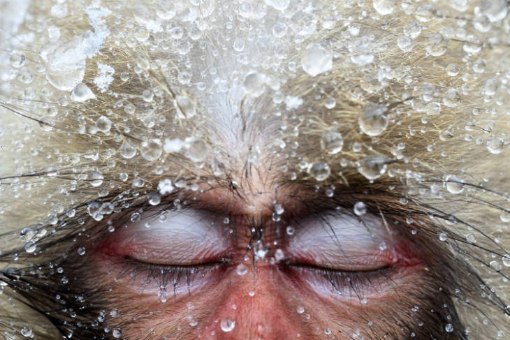 Macaco Japones por Jasper Doest