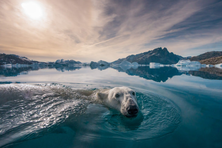 Un oso polar en los Fiordos de Groenlandia por Andy Mann