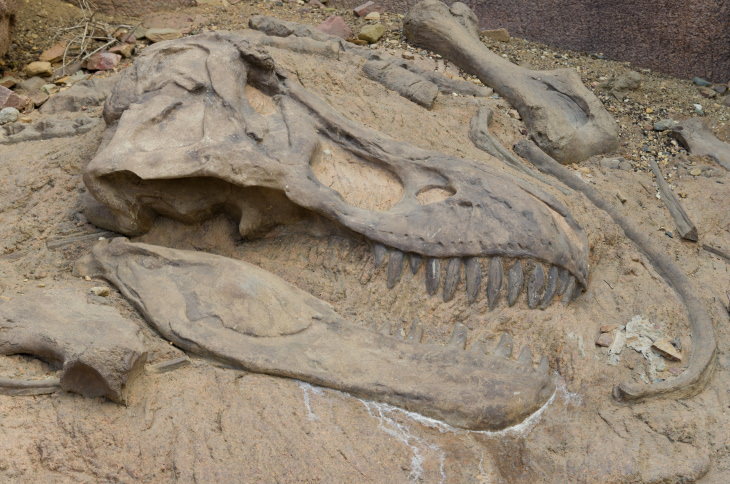 Hechos Científicos .  T rex fossil