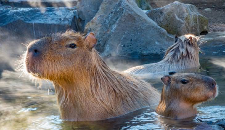celebración del solsticio de invierno capibaras en agua caliente
