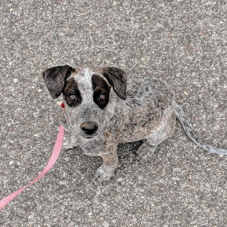 Camuflaje Fotos perro en el asfalto