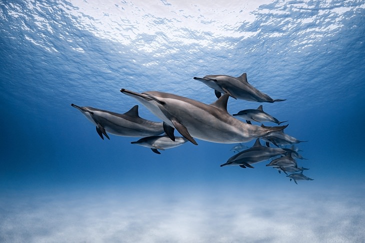 2021 Fotógrafo de la Naturaleza del Año, Delfines 