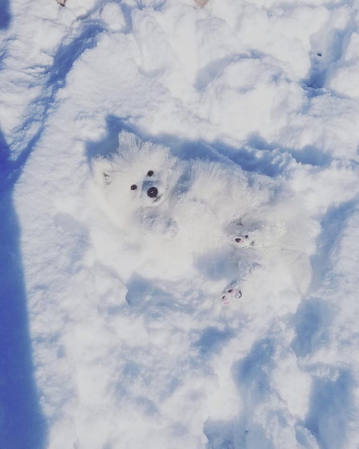 Camuflaje Fotos perro en la nieve