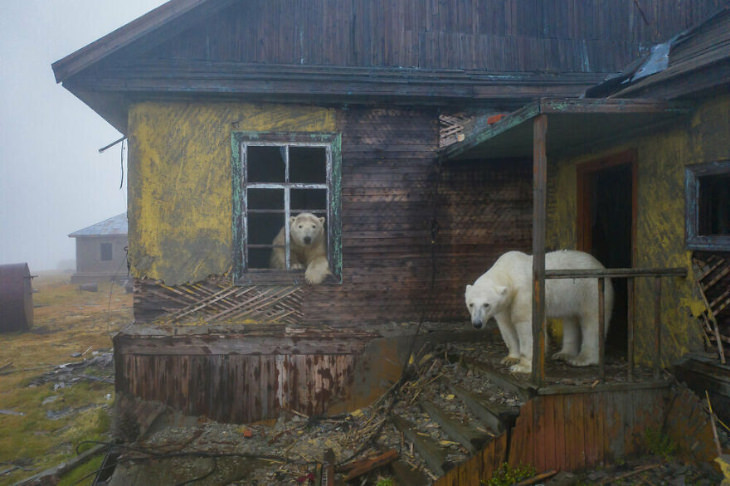 Fotografías De Osos Polares En Una Estación Un oso en la ventana y otro en la puerta