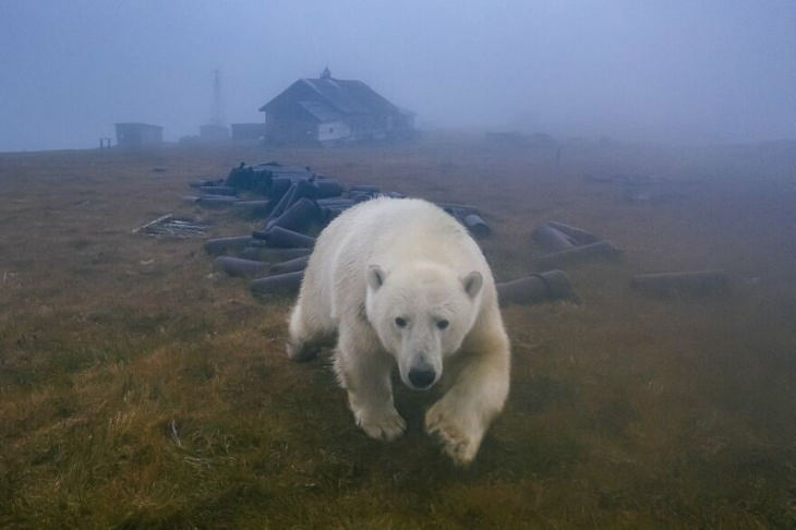 Fotografías De Osos Polares En Una Estación Oso caminando