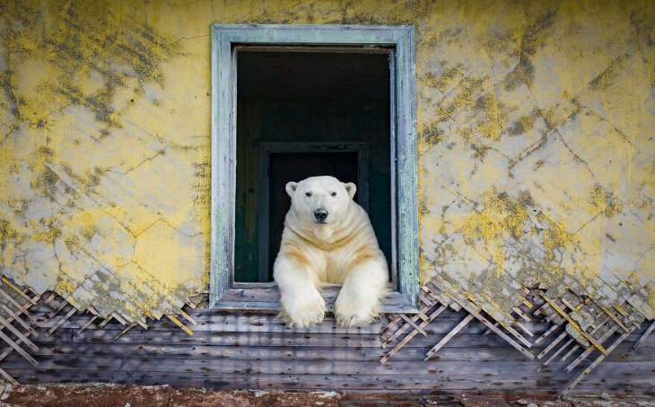 Fotografías De Osos Polares En Una Estación Oso en la ventana