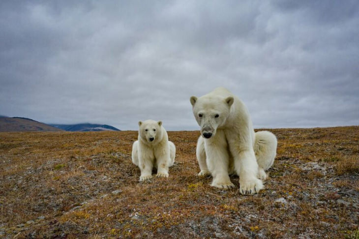 Fotografías De Osos Polares En Una Estación Dos osos sobre las rocas